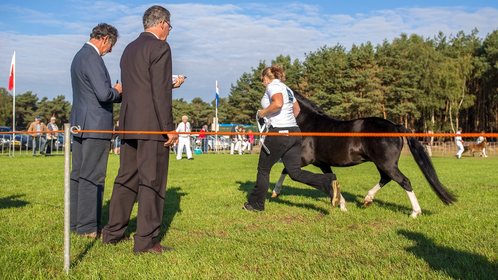 Lierop Fokpaardendag 2016 (3).jpg - Lierop Fokpaardendag 2016